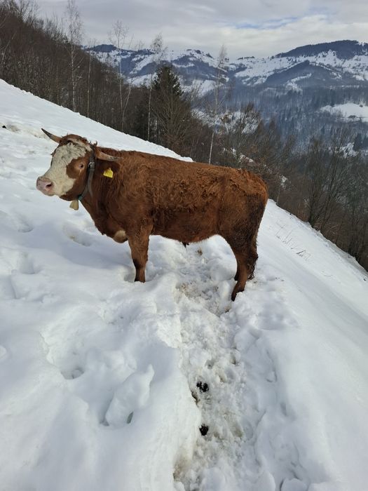 Vând junci 1 an și 6 luni