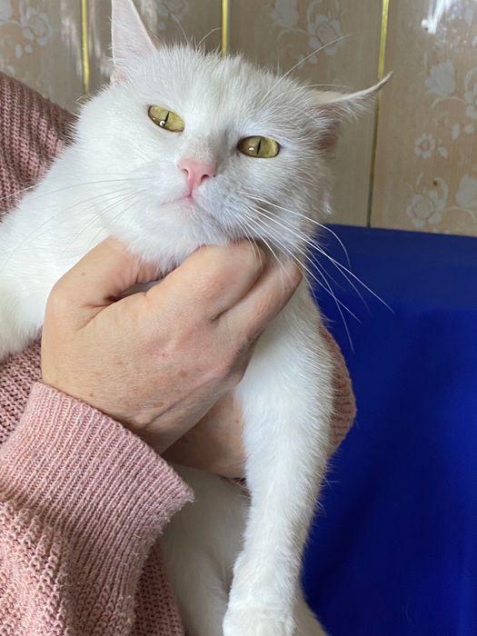 Кошка Алиска ищет дом!