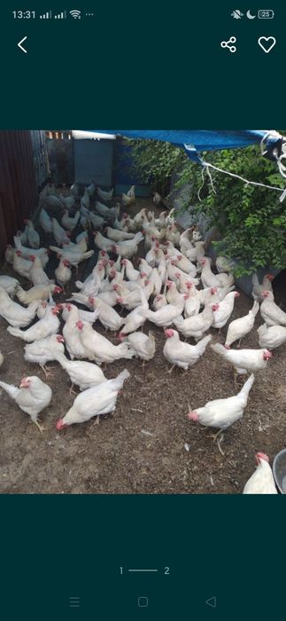 Куры Ломан Браун