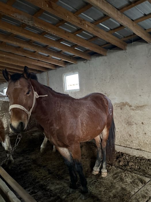 айгыр, жеребец 8 лет