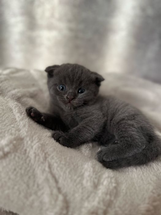 Милая вислоухая кошечка девочках