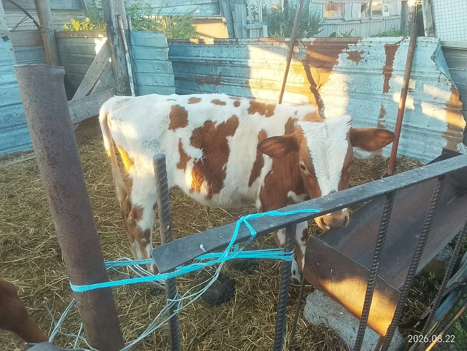 Продам телят  оптом