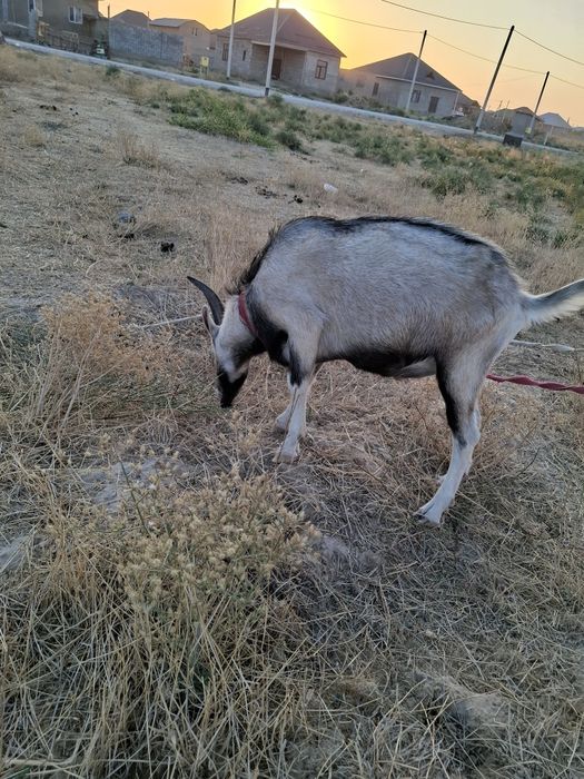 Англо нубиский коза