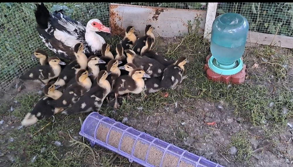 Продам индоутят возраст 14 дней
