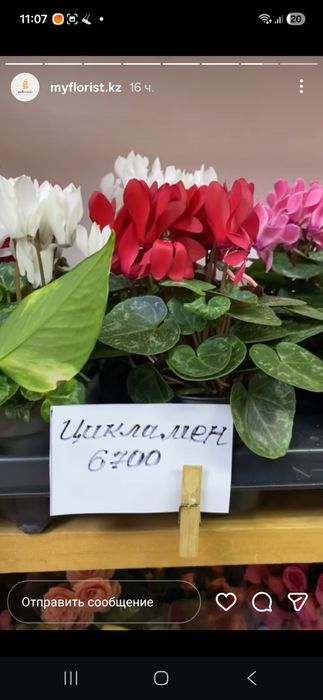 Продам комнатные цветы на подарок. Цветущие