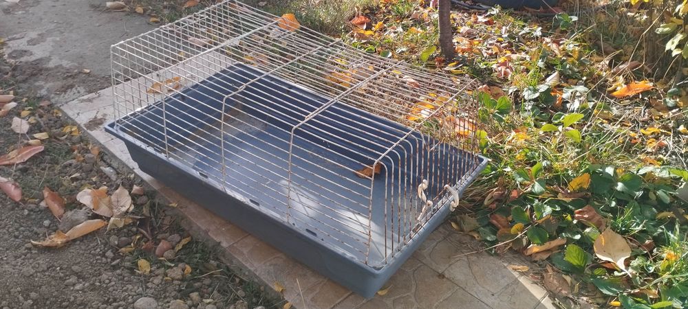 Articole pisici jucause și cutie creștere pui