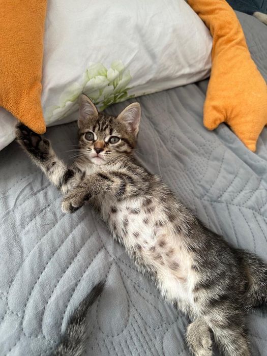 2 котика, британцы