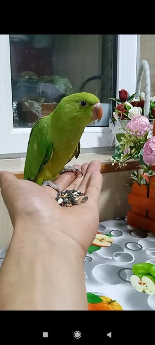 Ruchnoy qolga organgan Orjerela qushi sotiladi