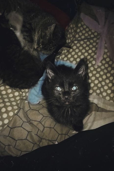 Отдам бесплатно кошек