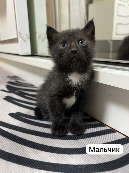 Отдам котят даром