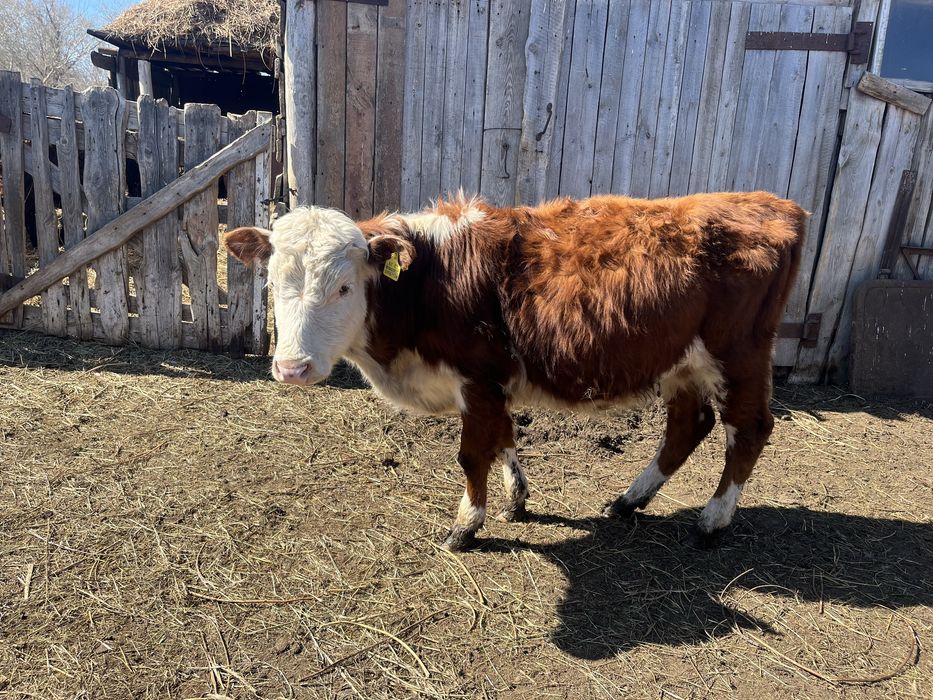 Продам бычков и тёлок