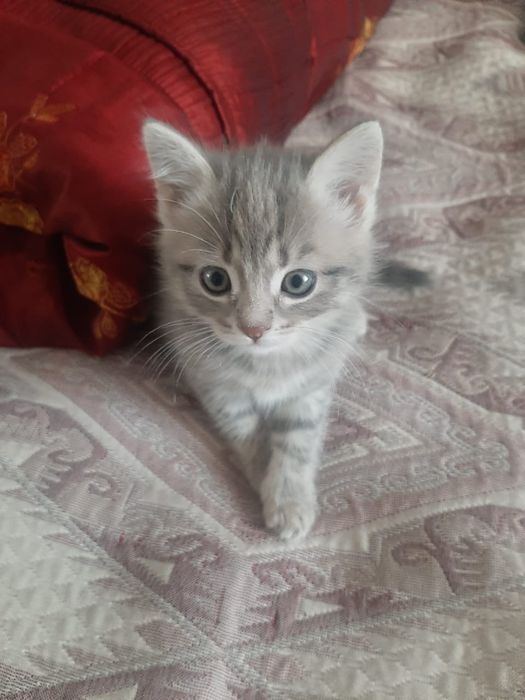 Котята, 3 девочки