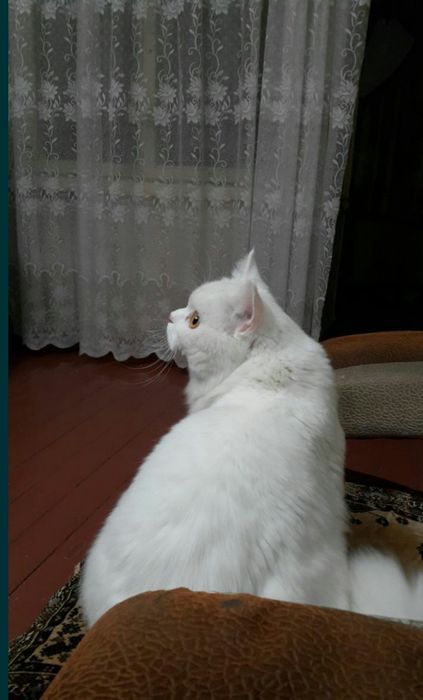 Кот для вязки скоттишь страйт