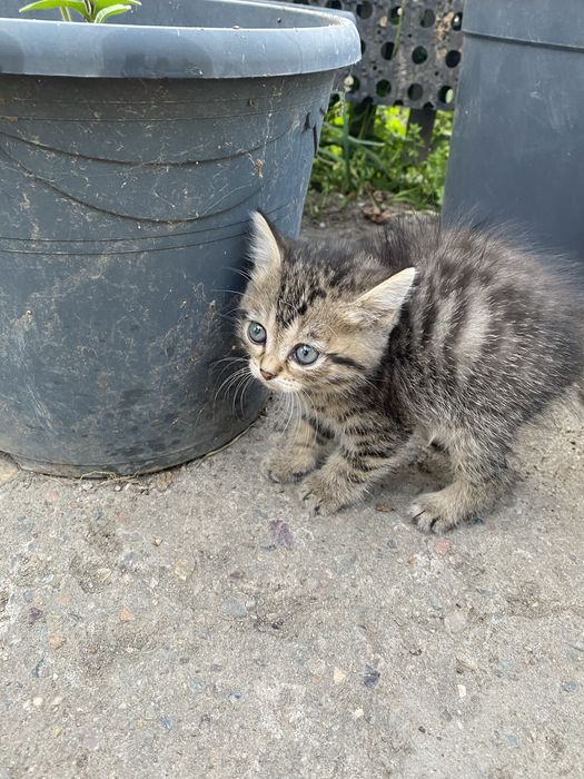 Котята  Бесплатно