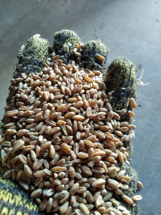 Пшеница фасованная в мешках