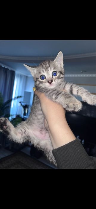 Отдам котят в добрые руки