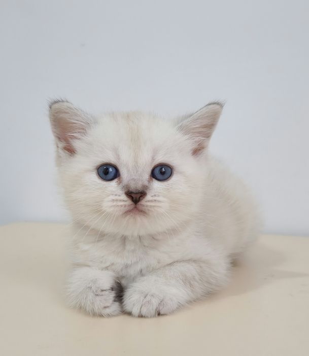 британские котята