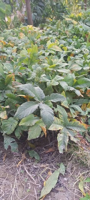 Дуб ва каштан кучатлари