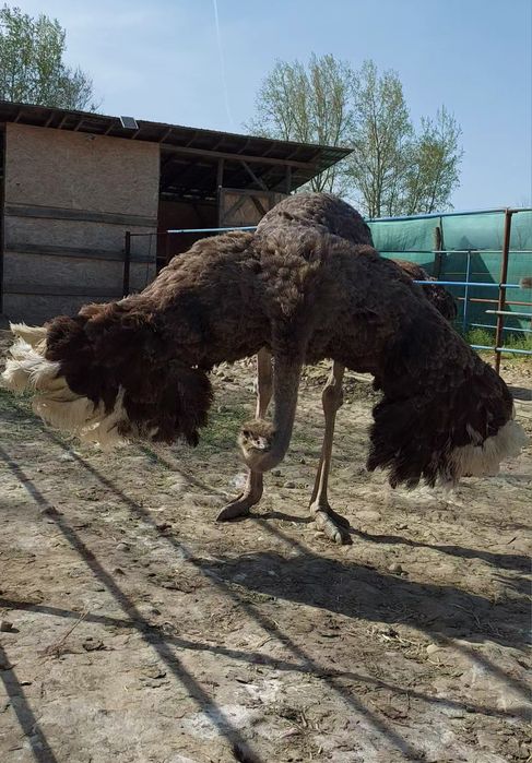 Ouă proaspete de STRUȚ