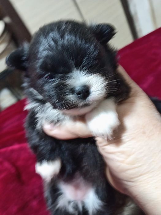 Продам щенков помесь шпиц и бивер