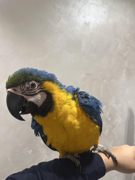 сине желтый ара