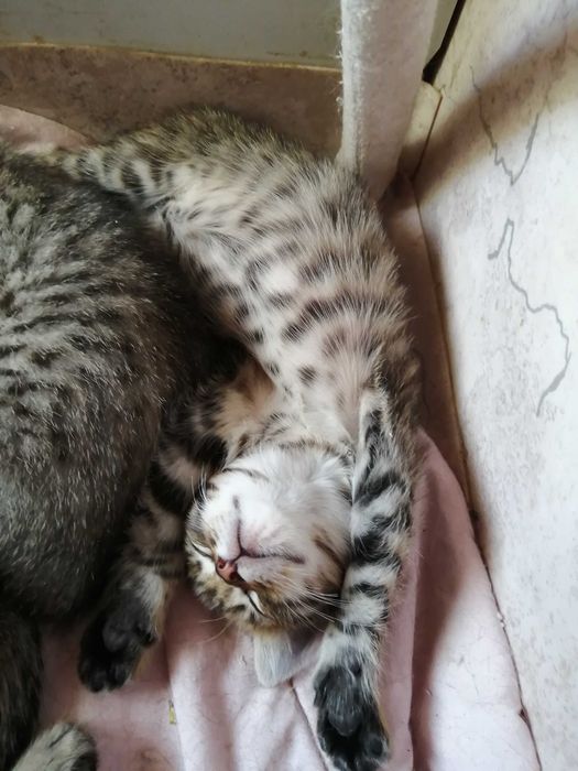 КРАСОТУЛЬКА -  котенок девочка 2,5 месяца
