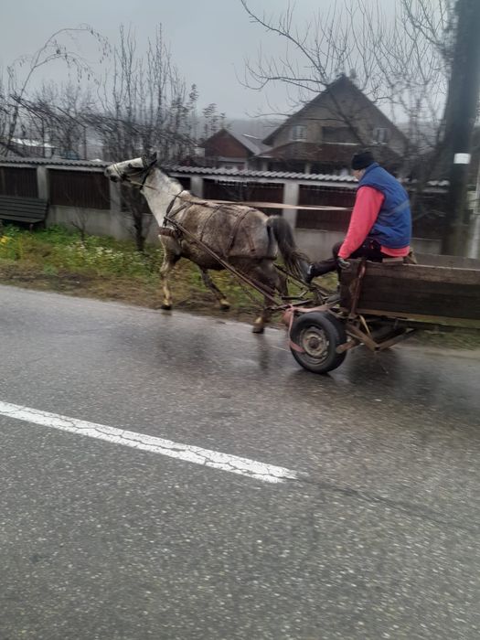 De vanzare cal castrat varsta 12 ani