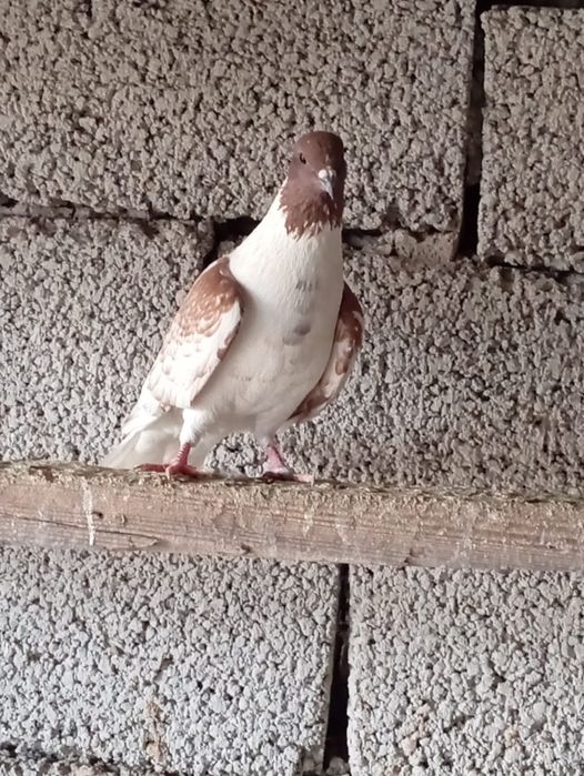 Птица на продажу