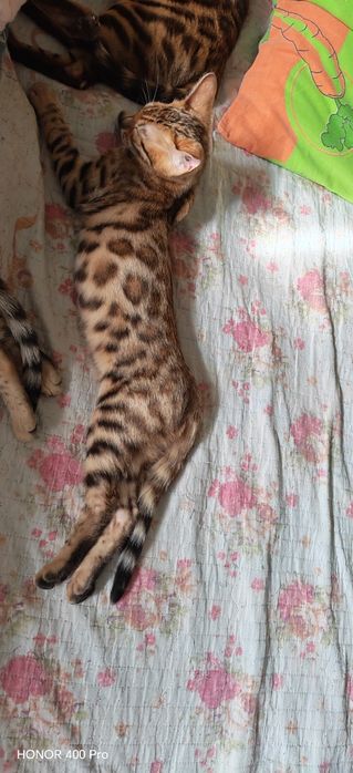 Чистокровные бенгальские котята