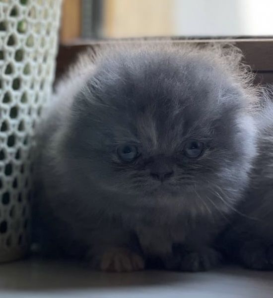 Скоттиш хайленд фолд