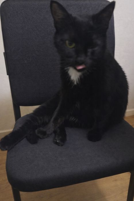 Кот СЭМ ищет семью