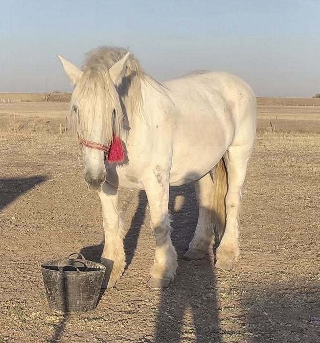 Vand iapa grea gestanta in 3 luni jumate