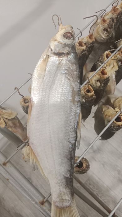 Продам сушенную рыбу чехонь рубец