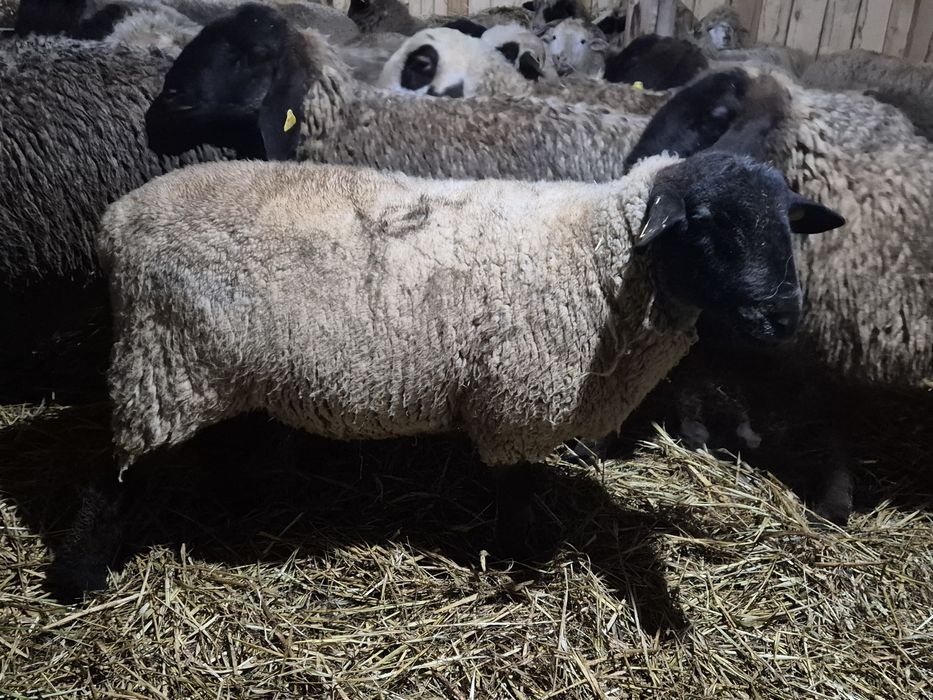 Berbec suffolk  rasa pura