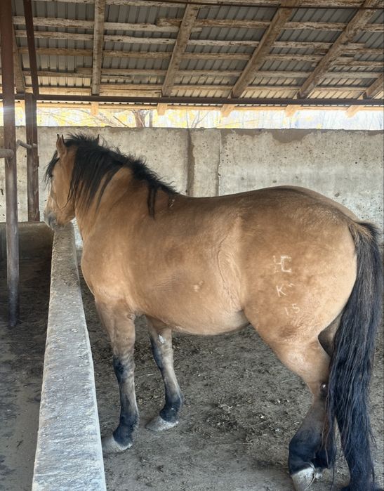 Айгыр актобе каласы