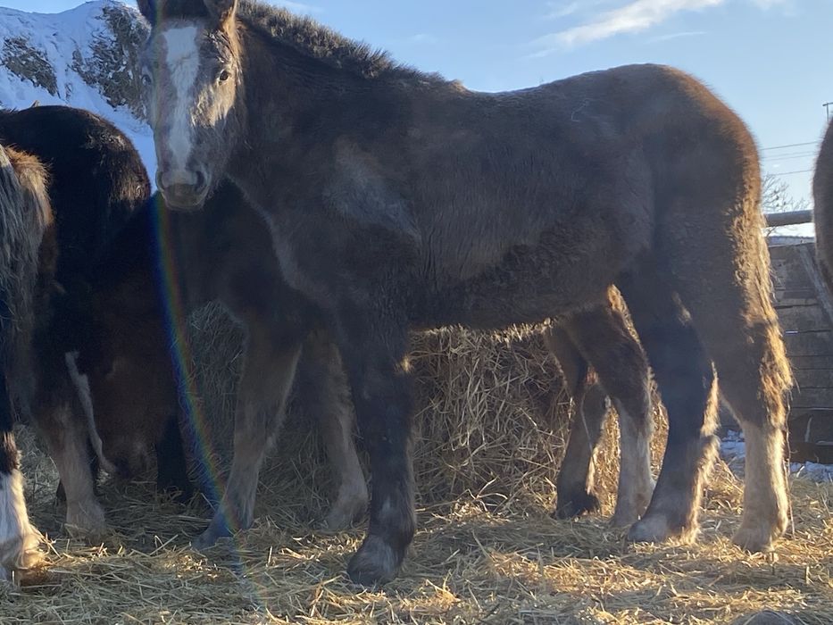 Продам жеребят 8-9 месяцев