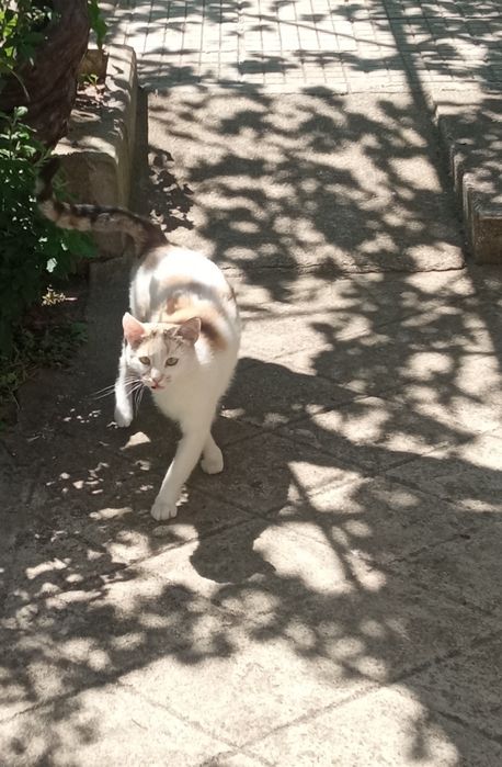 Подарявам красиви котета