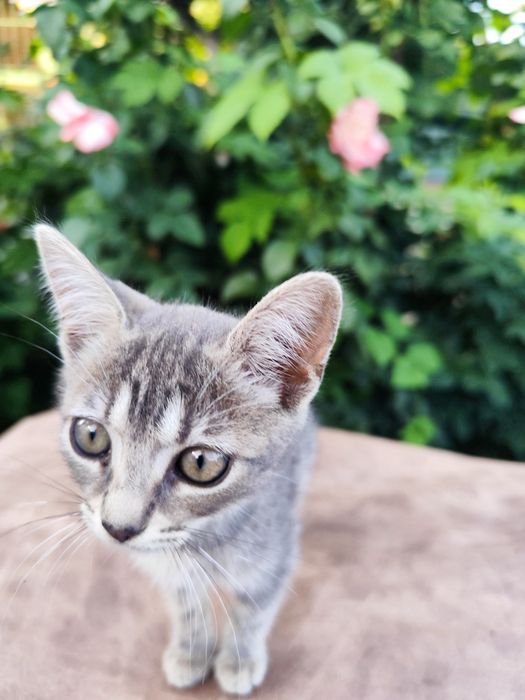 Ofer pui de pisică spre adopție GRATUIT