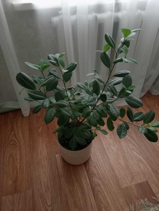 Домашние цветы Зачаганск