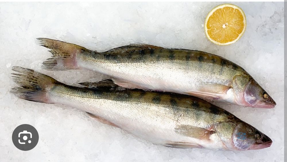 Свежий судактар бар.