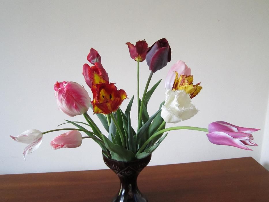 Bulbi de lalele -MIX circumferinta 12/13/14; 10/11; 7/8