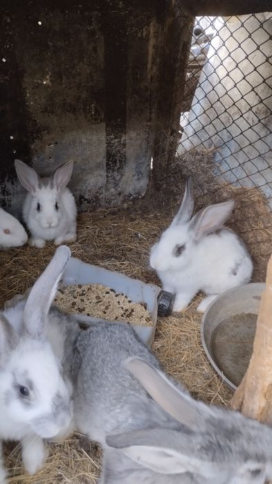 Продам кроликов!