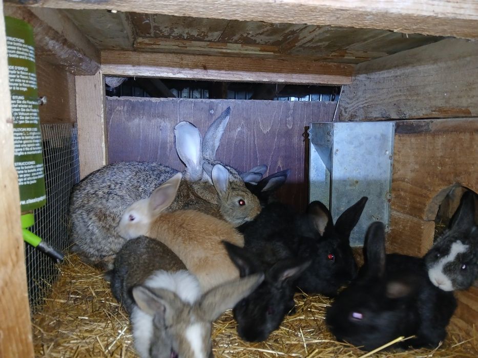 Iepurași de vanzare