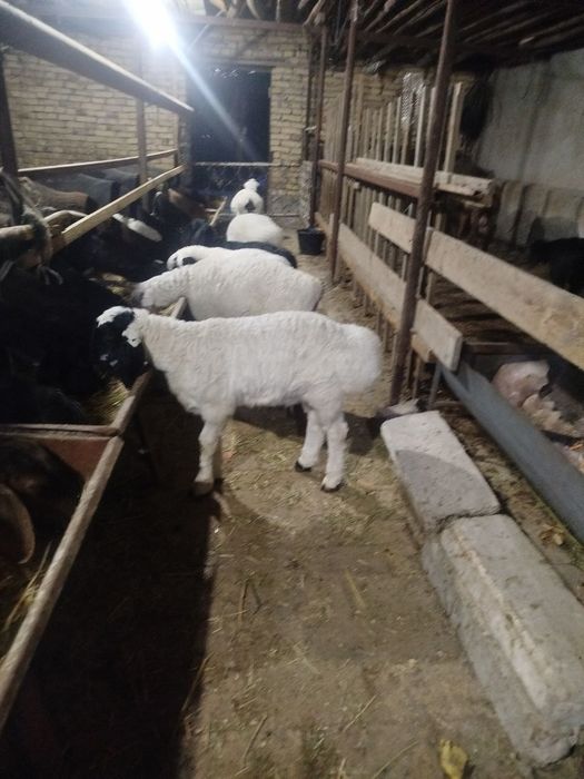 Она бола куйлар СОТИЛАДИ