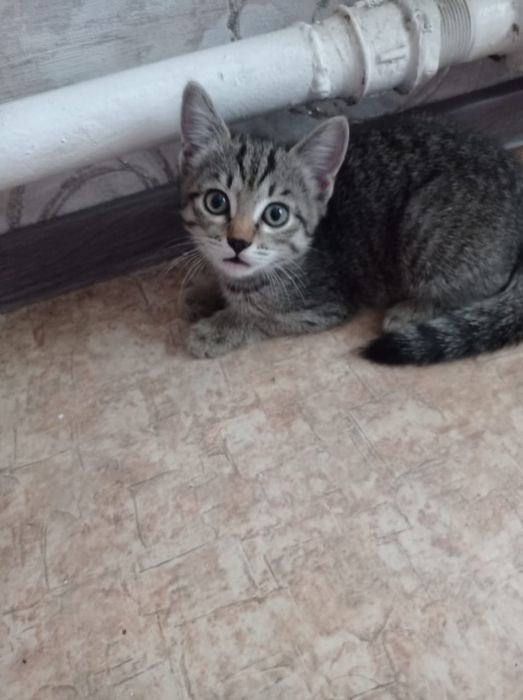 Отдам котенка девочка в добрые руки