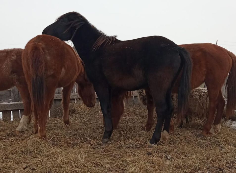 Продам кобыл жеребых