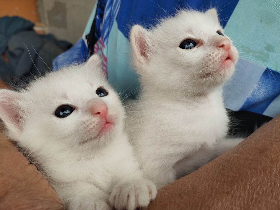 Продам белых котят .