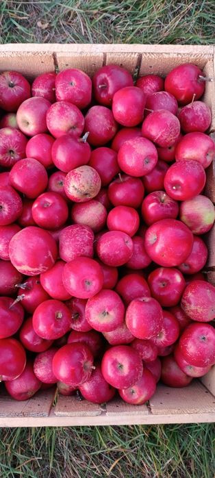 Mere de vânzare bio