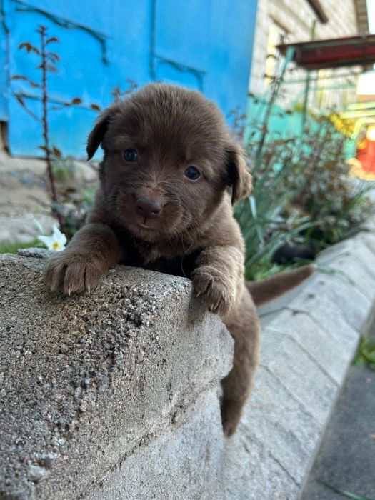 Щенков дворняжки