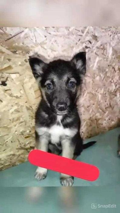 Щенки в ответственные руки